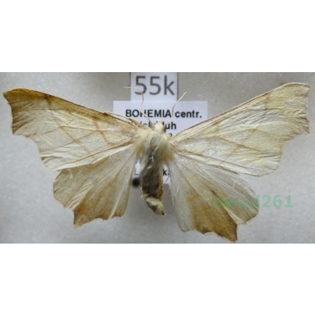 Ennomos erosaria (Denis & Schiffermüller, 1775) male Latalec gruszak Czech55k